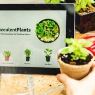 7 Best Places to Buy Succulents Online 2021
