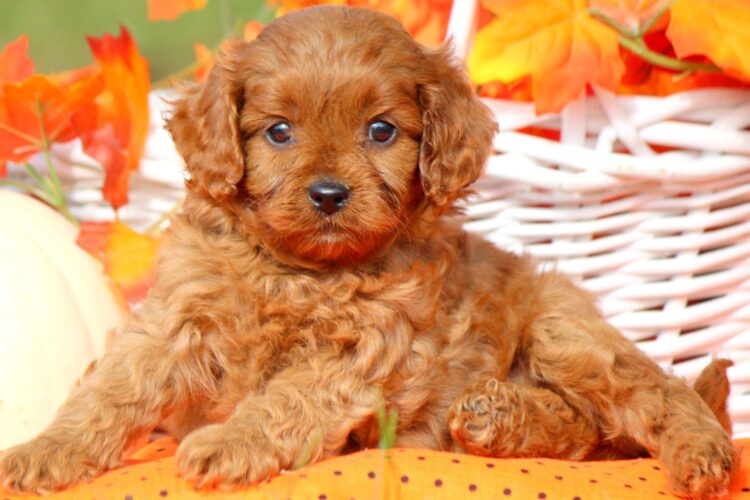 11 pros and 11 cons of Cavapoo Puppies Breed