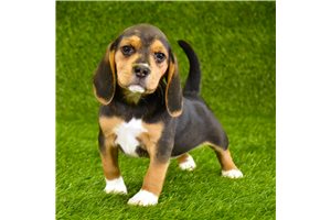 Unlock the Joys of Owning a Beagle Puppy