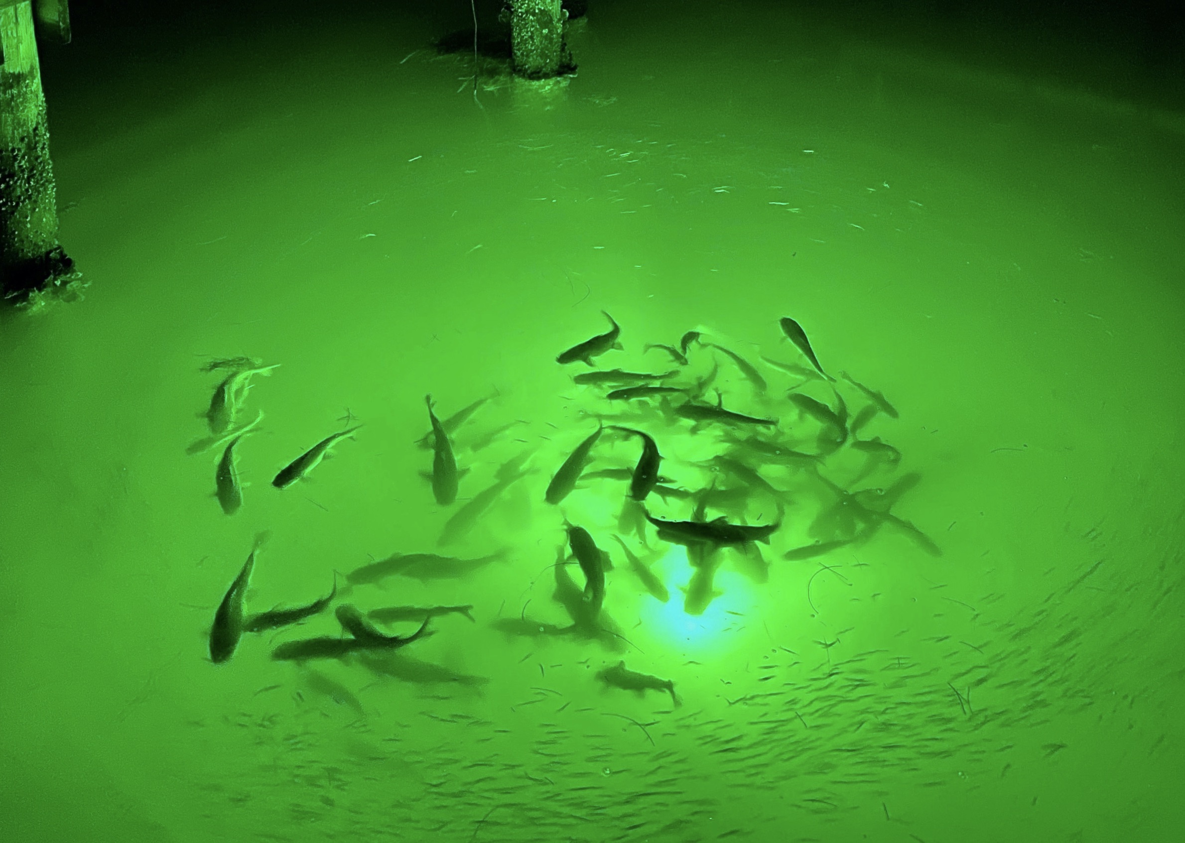 LED Underwater Fishing Lights – How To Make The Right Choice
